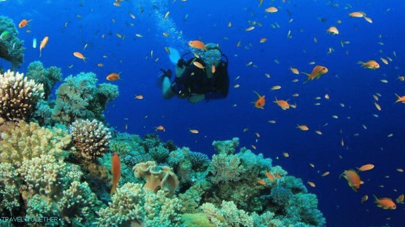 Роњење на Самуи, Кох Тао, Нанг Иуан са руским водичем