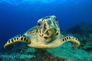 Роњење на Самуи, Кох Тао, Нанг Иуан са руским водичем