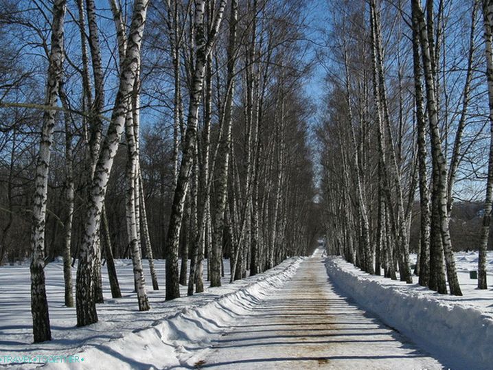 Иаснаиа Полиана Мусеум. Бирцх Аллеи.