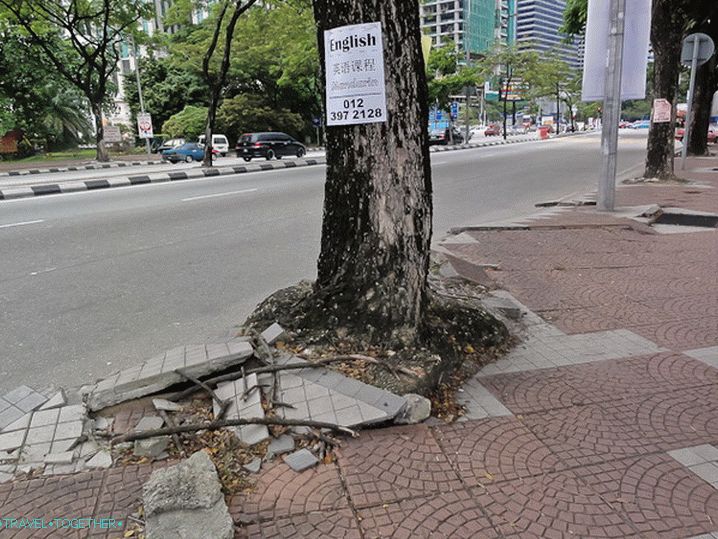 Корени дрвећа журе у слободу