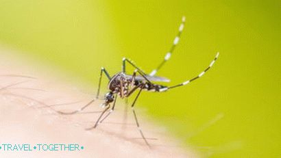 Комарац у Тајланду пати од денга грознице