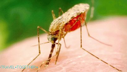 Комарац против маларије у Тајланду