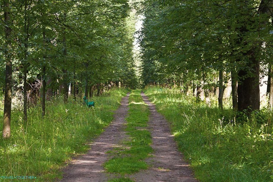 Главна липа