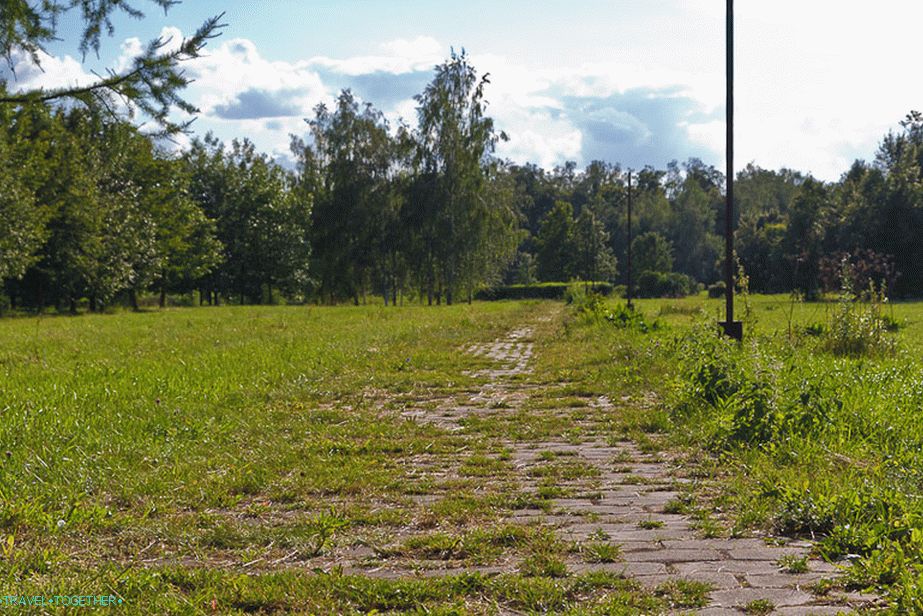 Трава расте кроз плоче