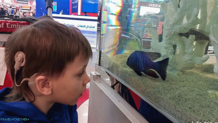 Држимо се рибе у акваријуму