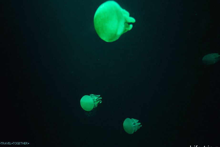 Истицање медуза у цхиллоуту
