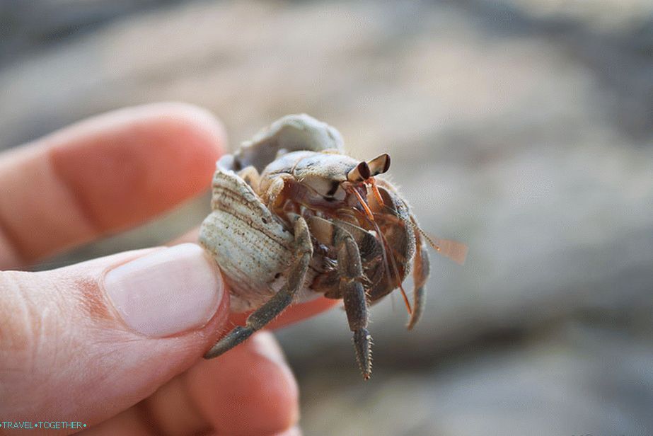 Рацхков се може наћи на мору