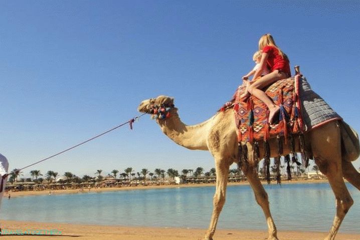 Одмор с дјецом, јахање камила