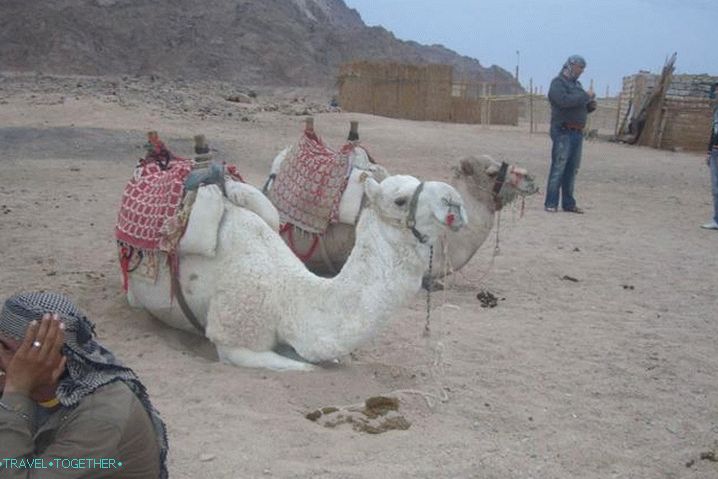 Хургада, у бедуинском селу