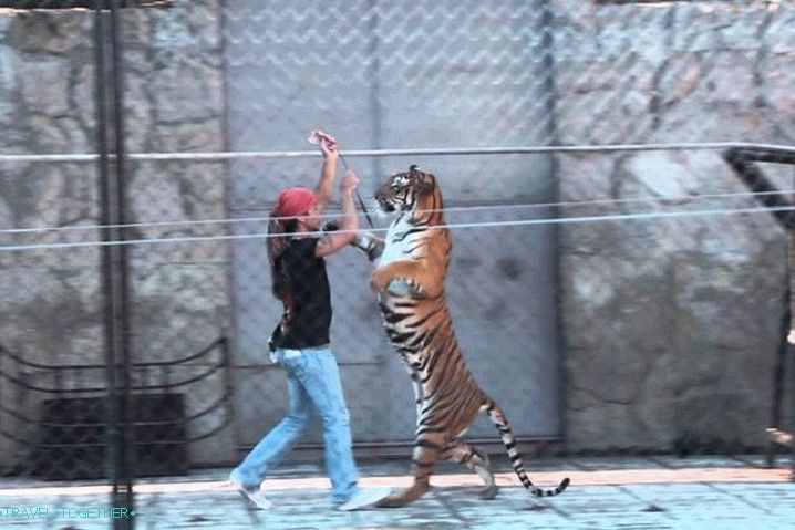 Таиланд Самуи Самуи Акуариум  & Tiger Zoo