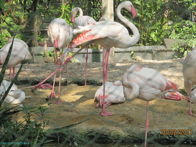 Зоолошки врт у Бангкоку
