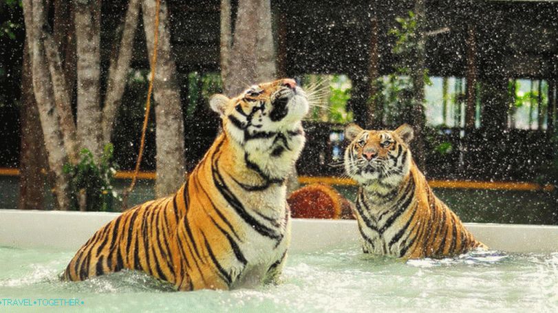 Парк тигрови на Пукету